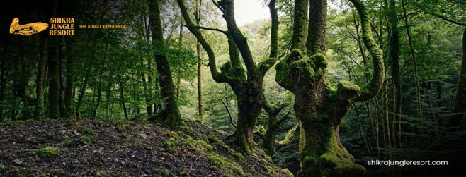 River Rafting, Jungle Safari, and More: Explore It All from the Best Resort in Dandeli